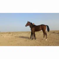 اسب ترکمن|اسب و تجهیزات اسبسواری|بردسکن, |دیوار