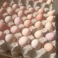 تخم مرغ گلپایگانی|خوردنی و آشامیدنی|نیشابور, گنبد سبز|دیوار