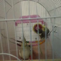 عروس هلندی مولد|پرنده|کوهدشت, |دیوار