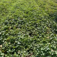 نهال توت فرنگی سالم سابرینا نی 15|خدمات باغبانی و درختکاری|خان ببین, |دیوار