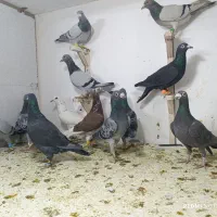 حیوون بوم|پرنده|مشهد, هفت تیر (نه دره)|دیوار