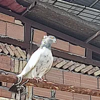 فروش یک عدد کبوتر ماده کله دم سبز|پرنده|سورک, |دیوار