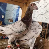 جفت سار هفت رنگ|پرنده|مشهد, منزل آباد|دیوار