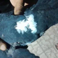 یه‌جفت‌کفتریاکبوترپلنگ