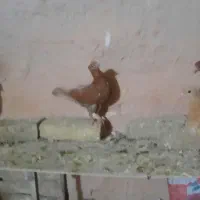 جونه اصلی