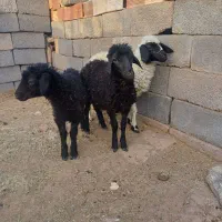 گوسفند برا پروار