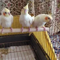 عروس هلندی زعفرانی چشم شرابی شهرضا (دسی)با قفس|پرنده|شهرضا, |دیوار