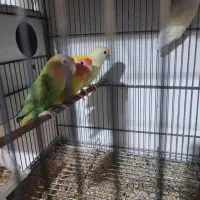 کوتوله سرلاکی