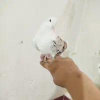 کفتر فروشی|پرنده|قم, علی آباد سعدگان|دیوار