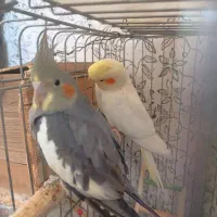 عروس هلندی