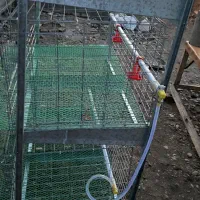 قفس مرغ تخمگذار و گوشتی|حیوانات مزرعه|ساری, |دیوار