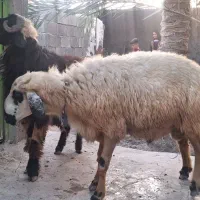 قوچ|حیوانات مزرعه|خورموج, |دیوار