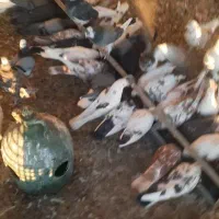 کبوتر تهرانی خوب عالی درج یک