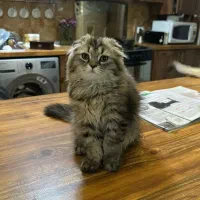 گربه اسکاتیش