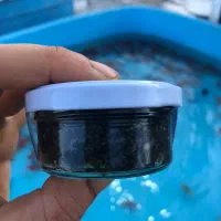 خاویار|ماهی|رشت, امین الضرب|دیوار