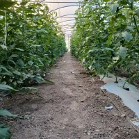 کار در گلخانه