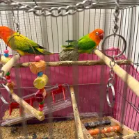 طوطی برزیلی