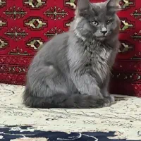 گربه پرشین