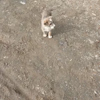 واگذار کوچوک رخ ۲ماهه نر