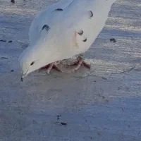 کبوتر گم شده در اسلام آباد