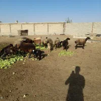 میش و بره|حیوانات مزرعه|محمدشهر, ولدآباد|دیوار