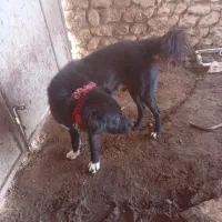 واگزاری‌یه‌سگ قهدرجونی‌