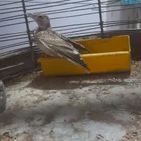 سهره خاکی