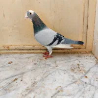 کبوتروعروس هلندی