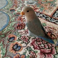 طوطی برزیلی