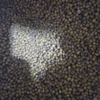 ماش تمیز، بوجاری شده