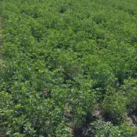 یونجه آماده برش