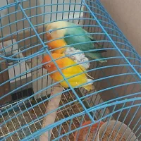 طوطی برزیلی|پرنده|پردیس, فاز ۸|دیوار