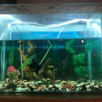 اکواریوم به همراه ماهی و تزئینات اکواریوم