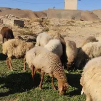 میش داشتی جوان