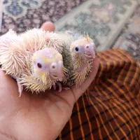 جفت عروس هلندی بالغ دوباره جوجه کشید|پرنده|ایرانشهر, |دیوار