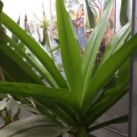 گل و گلدان|گل و گیاه طبیعی|لنجان, |دیوار