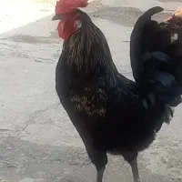 مرغ وخروس مجلی