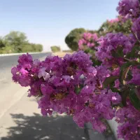 iphone 7 128gig باطری صددرصد|موبایل|مبارکه, |دیوار