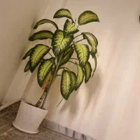 فروش گل  دیفن