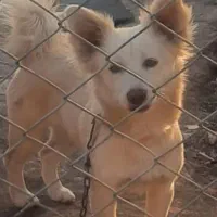 سگ گمشده