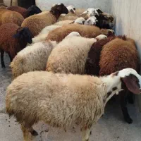 کاور پای پروار|حیوانات مزرعه|سنندج, |دیوار