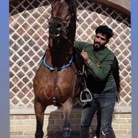 سیلمی پومااکسین|اسب و تجهیزات اسب‌سواری|شوش, |دیوار