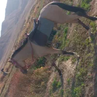 اسب|اسب و تجهیزات اسب‌سواری|آبگرم, |دیوار