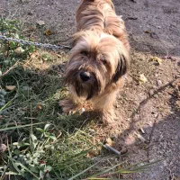 معاوضه سگ با پرنده|سگ|اصفهان, شهرک کاوه|دیوار