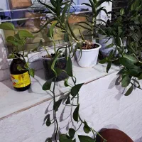 گل طبیعی حسن یوسف وپتوس و پدیلانتوس|گل و گیاه طبیعی|شیراز, گویم|دیوار