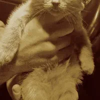 گربه اسکاتیش فولد|گربه|مشهد, ولیعصر (شهرک غرب)|دیوار