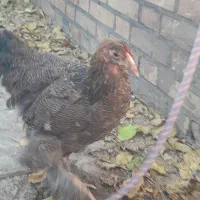 نیمچه و مرغ برهما پاتریچ و بلک|حیوانات مزرعه|تربت جام, جامی|دیوار