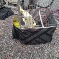 سه عددعروس هلندی