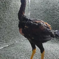 خروس لاری جوجه لاری خروس براکل|حیوانات مزرعه|محمدشهر, یزدیها|دیوار