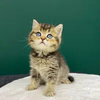 گربه بریتیش رنگ بلک گلد صورت خرسی شهرک غرب